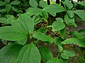 Lozanella enantiophyllaの葉