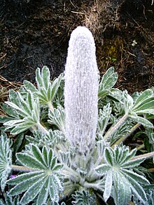 Lupinus alopecuroides.jpg