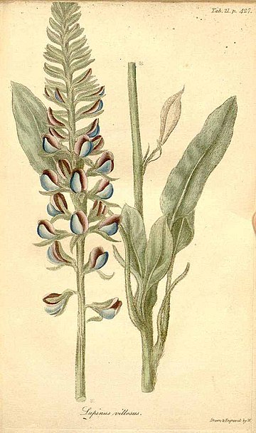 Lupinus villosus