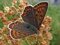 Lycaena tityrus