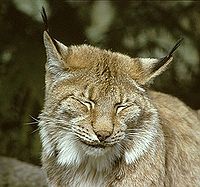 Lynx lynx.jpg