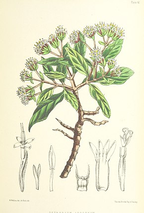 Descrição da imagem MELLISS (1875) p399 - PLATE 42 - Pretobium Arboreum.jpg.