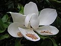 Magnolia1.r.JPG
