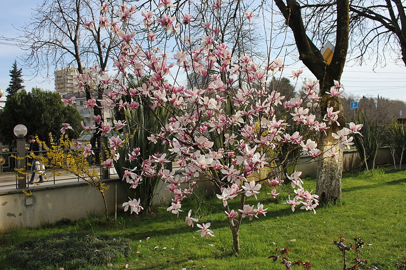 File:Magnolia soulangeana 1.JPG