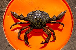 A large male C. maenas, on top of a 5-gallon bucket for scale.