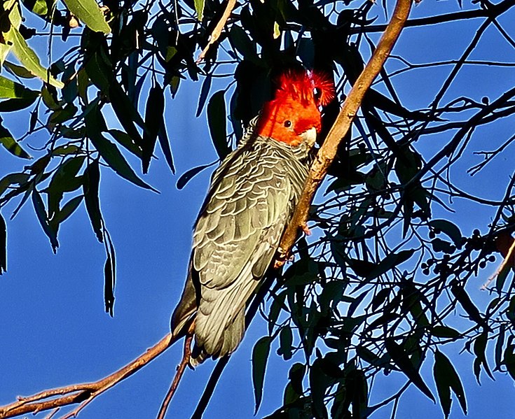 File:Male Gang Gang Cockatoo.jpg