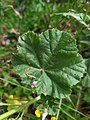 Malva sp. Malva Autor: Carmen Fraga Posada