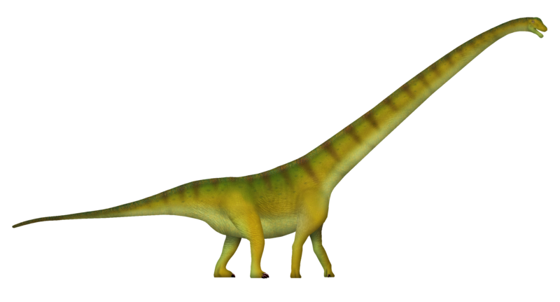 File:Mamenchisaurus UDL.png