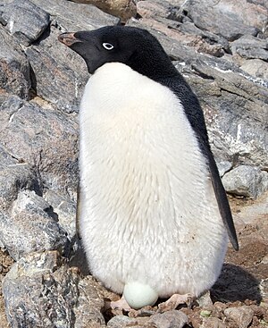 Adeliepinguin