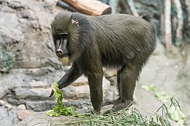 Mandrill Eating Lettuce (21386918023).jpg