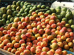 Mangga gedong gincu mangoes.JPG