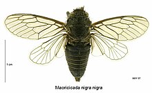 Maoricicada nigra nigra male.jpg