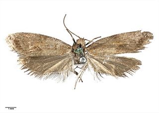 <i>Maoritenes modesta</i> Species of moth endemic to New Zealand