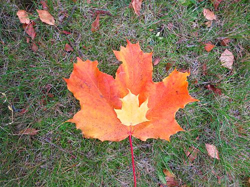 Maple autumn leaves – small and big