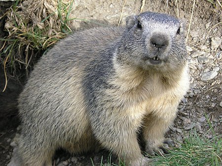 Marmota marmota