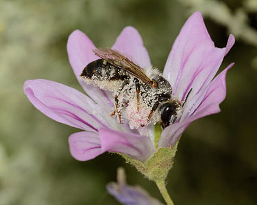 ♀ Megachile montenegrensis
