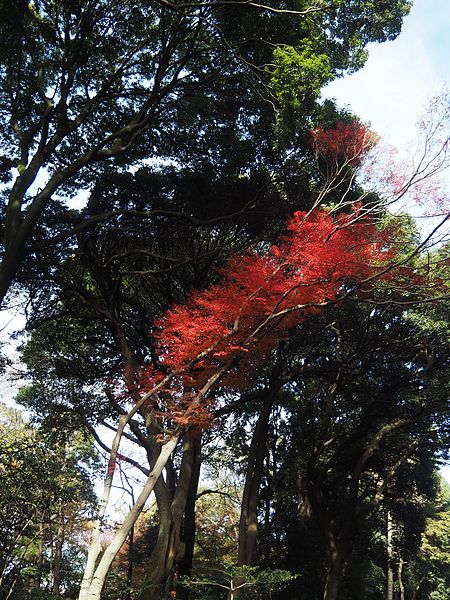 File:Meiji Jingu Shrine (25082859561).jpg