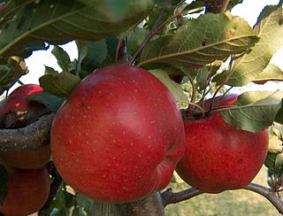 <span class="mw-page-title-main">Melrose (apple)</span> Apple cultivar