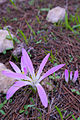Merendera filifolia, espècia classada en perilh (EN) en region PACA.