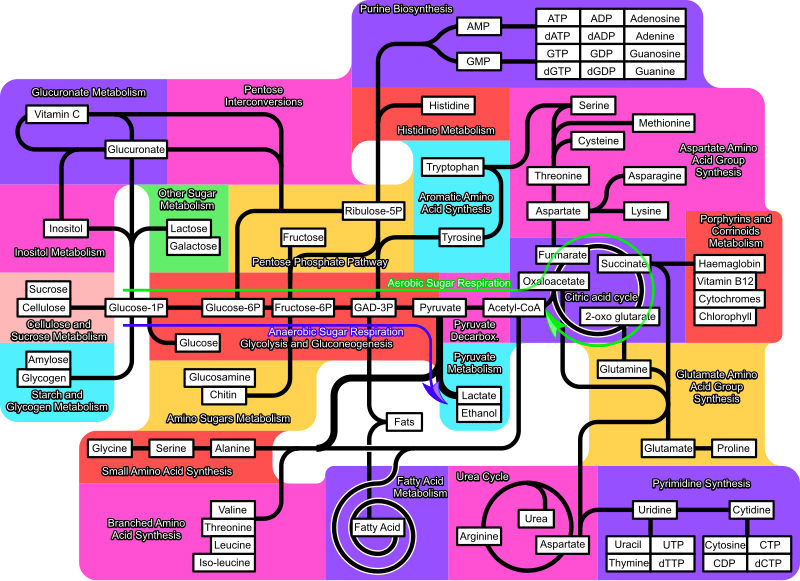 File:Metabolism 790px.svg