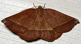 <i>Metarranthis obfirmaria</i> Species of moth