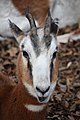 Mhorr Gazelle at the Louisville Zoo