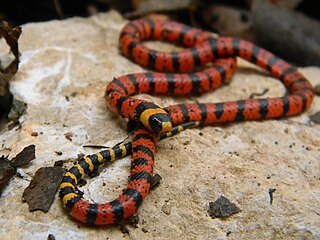 <i>Micrurus diastema</i> Species of snake