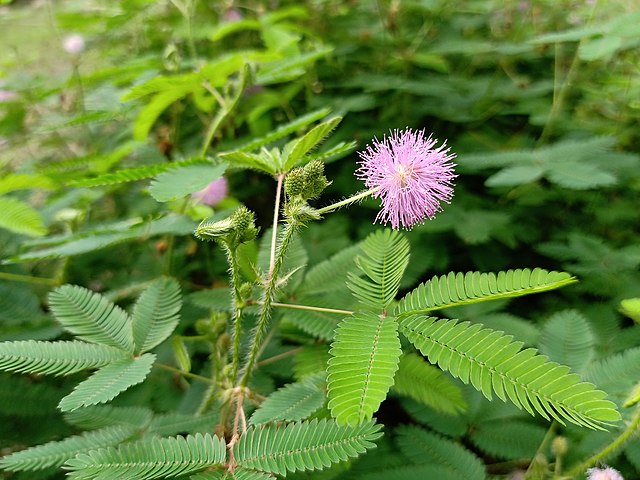 Mimosa pudica