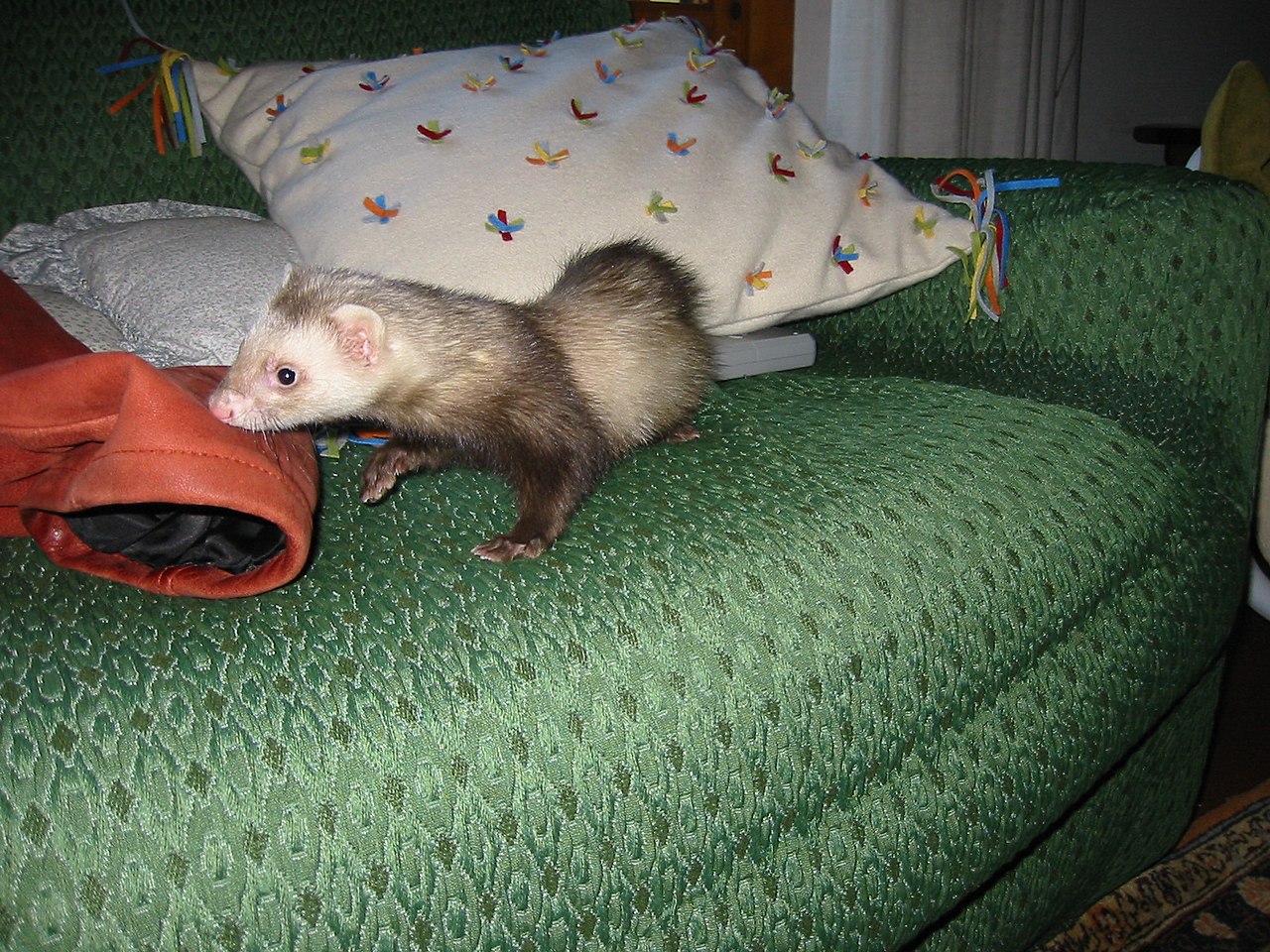 Furet, Wiki Animaux