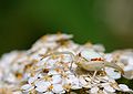 on Achillea millefolium