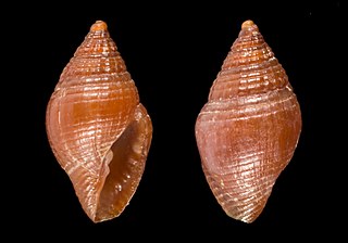 <i>Mitromorpha mifsudi</i> Species of gastropod