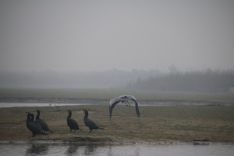 File:Mixed avian emotions.jpg