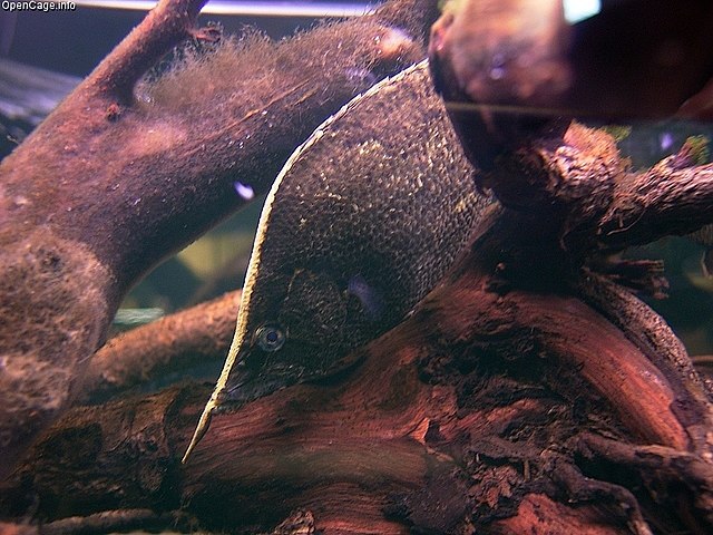 Amazon Leaffish 640px-Monocirrhus_polyacanthus
