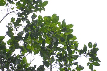 Foliage