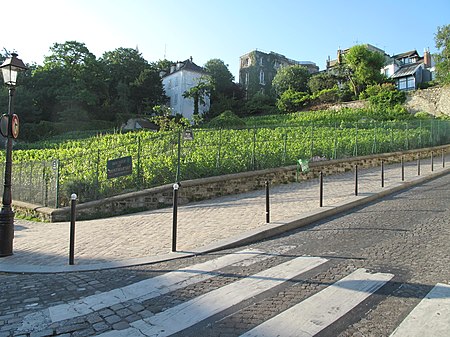 Montmartre vineyard.jpg