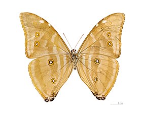 Morpho marcus marcus, ventral, متحف تولوز  [لغات أخرى]‏