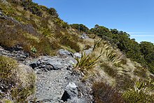 Habitat at the type locality of Mount Arthur. Mount Arthur (New Zealand) 039.jpg