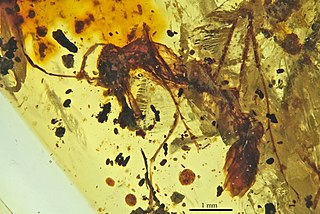 <i>Myanmyrma</i> extinct genus of insects
