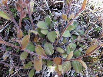 Myosotis australis 1576056.jpg