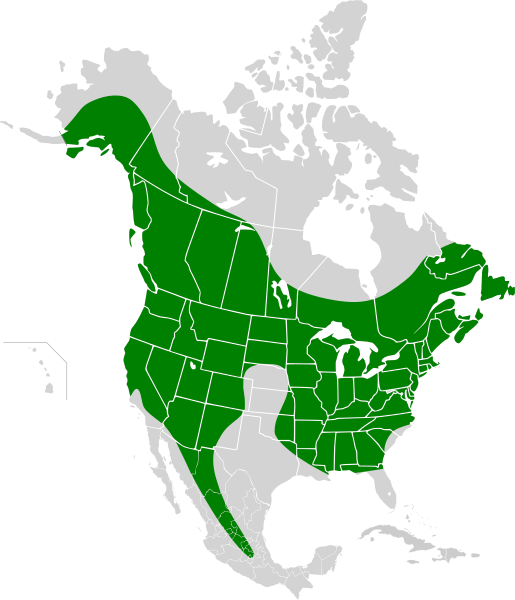 File:Myotis lucifugus map.svg