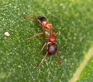 <i>Myrmarachne melanocephala</i> Species of spider