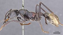 Myrmecia athertonensis casent0907075 p 1 vysoká.jpg