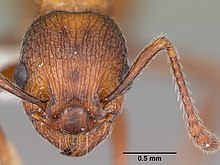 Myrmica brevispinosa casent0104831 kepala 1.jpg