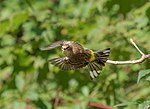 Thumbnail for File:Myrtle yellow-rumped warbler (61265).jpg