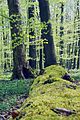 Beukenwoud in het Nationaal Park Hainich.