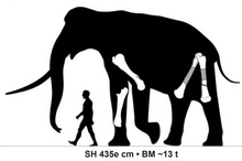 Size comparsion of the Sagauni 1 specimen, estimated to be 4.35 metres tall, compared to a human Namadicus size comparison.png