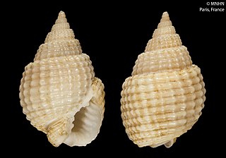 <i>Nassarius webbei</i> Species of gastropod