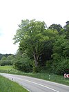 Natural monument of summer linden tree 82370400030 L370 Horb.jpg