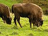 Wisent im Neandertal