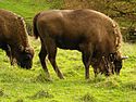 Wisent